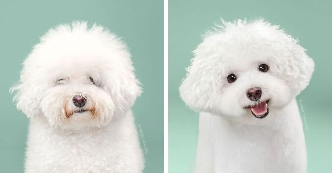 Antes e Depois Tosa 2